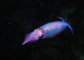 Night Dive Squid